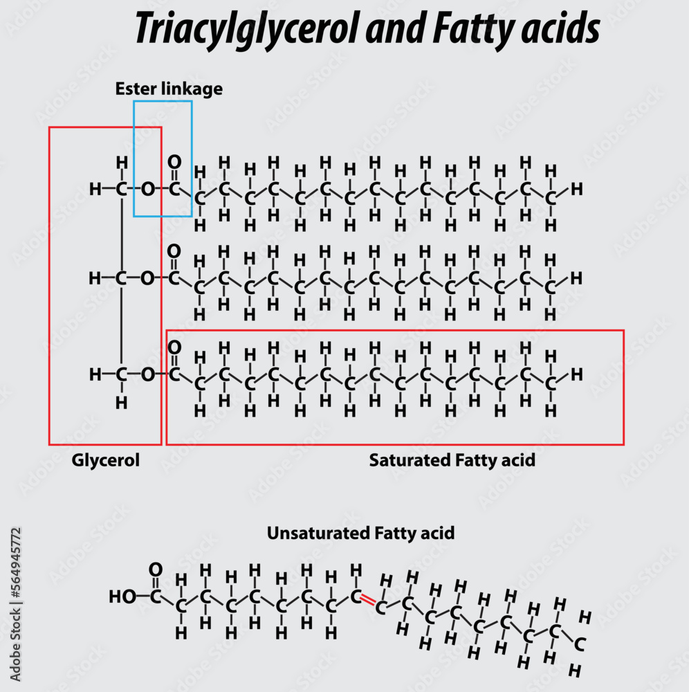 Saturated Triglyceride