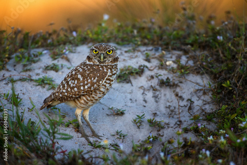 Male burrowing owl staring at camera, Cape Coral, Florida, USA photo