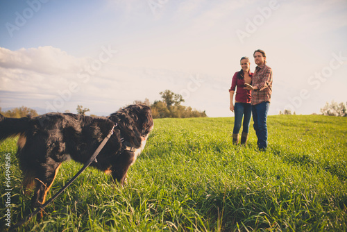 A young couple instruct their Bernese dog to yeild. photo
