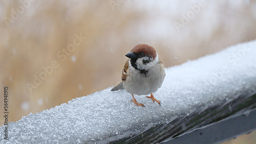 雪の日の雀