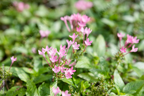 pink flowers in the garden