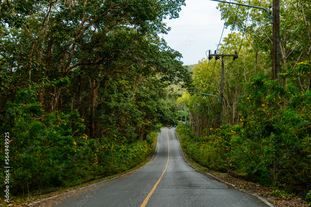 Asphalt road in the jungle with yellow markings
