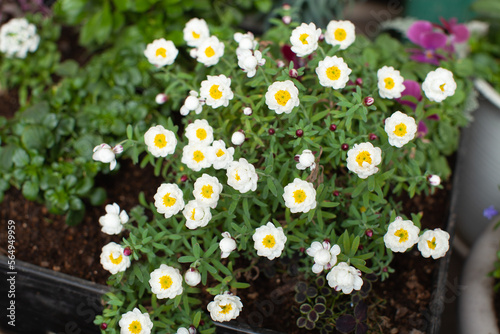 春の小花　花かんざし
