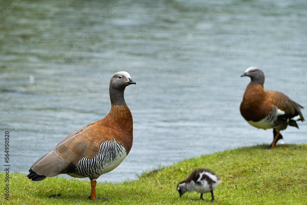 Two Female Upland Goose And Chick Two Female Upland Goose And Chick
