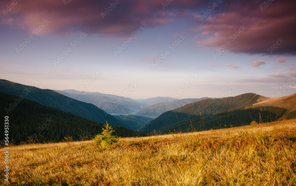 Fototapeta premium Amazing landscape in the mountains at sunrise. View of wild grass on mountain meadows. Natural landscape at the summer time. Concept of the awakening wildlife.