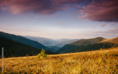 Amazing  landscape in the mountains at sunrise. View of  wild grass on mountain meadows. Natural landscape at the summer time. Concept of the awakening wildlife.