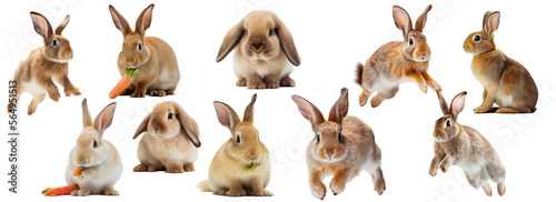 Rabbits on the png background photo