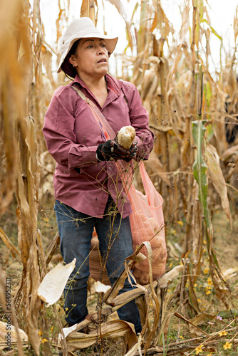 Woman harvesting dry ears of corn in a farm field