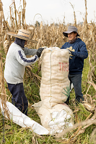 Workers in a corn field accommodating sacks full of dry ears photo