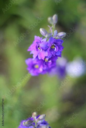 Purple flower on a grass
