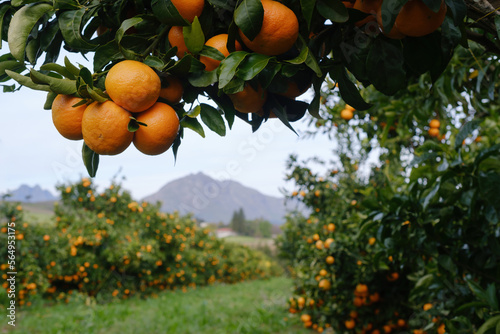 Mandarin oranges hanging from tree with more laden trees and mountains in background.	
