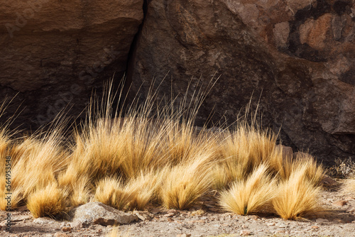 Yellow grass among the rocks in Bolivia