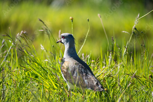 Southern Lapwing In Patagonia   photo