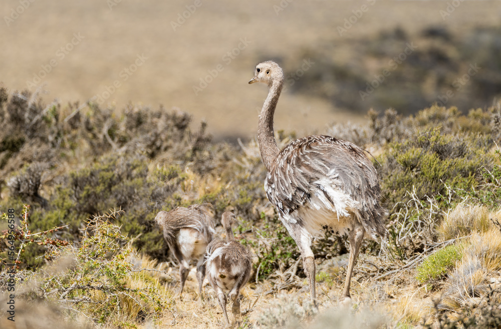 Darwin's Rhea With Chicks Darwin's Rhea With Chicks