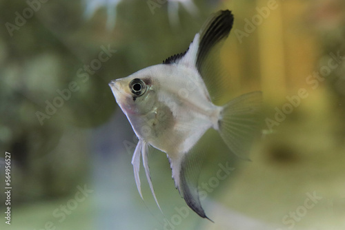 Scalar anglefish. Aquarium macro closeup background. photo