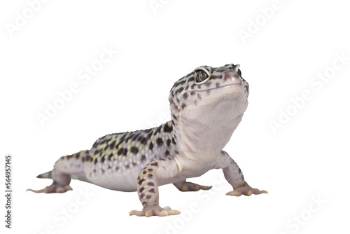 Foto Adult Mack snow leopard gecko aka Eublepharis macularius, standing side ways