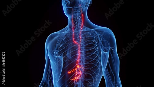 3D rendered medical animation of a man's vagus nerves photo