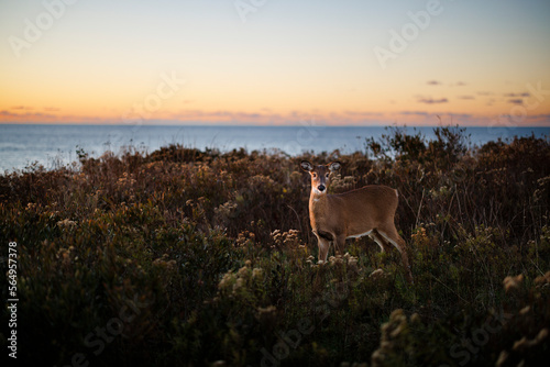 White-Tailed Deer photo