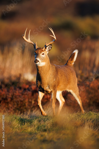 White-Tailed Deer