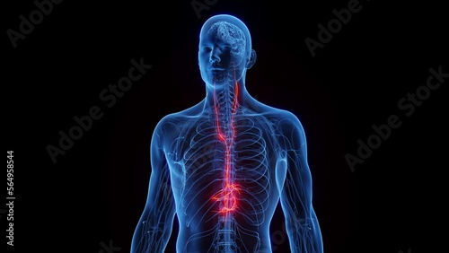 3D rendered medical animation of a man's vagus nerves