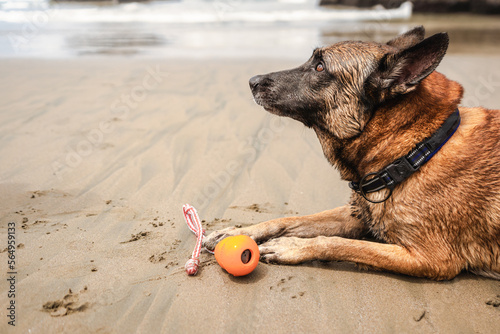 Happy Dog At The Beach photo