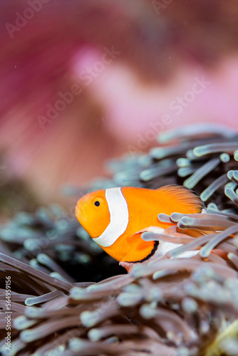 A Clownfish lives in an anemone.