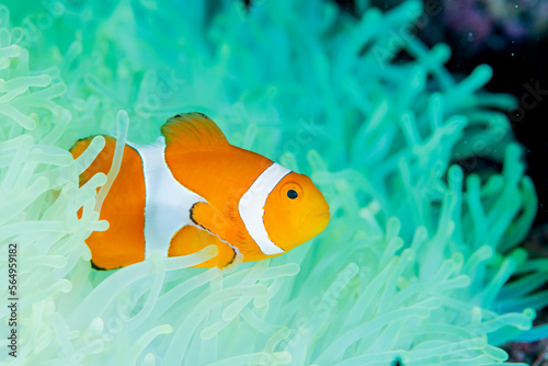 A Clownfish lives in a bleached anemone. photo