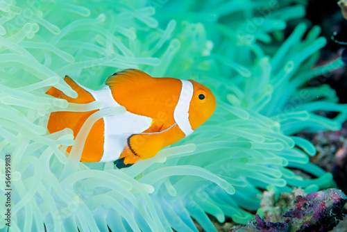 A Clownfish lives in a bleached anemone. photo