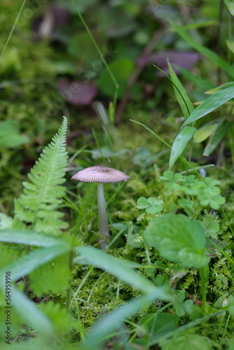 林の中の苔ときのこ