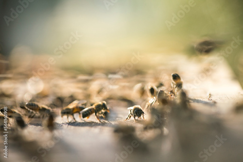 Close-up of honey bees on honeycomb photo
