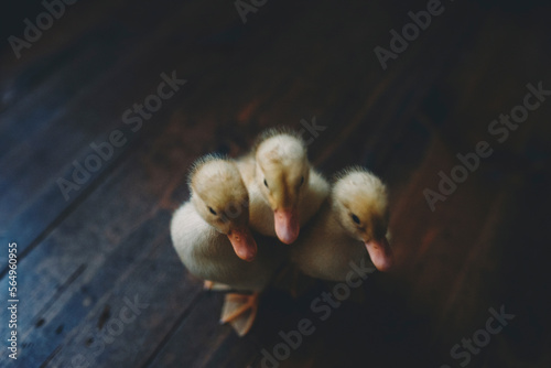 High angle view of ducklings standing on hardwood floor photo