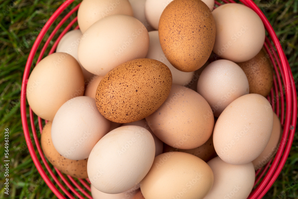 Fresh Eggs Fresh Eggs