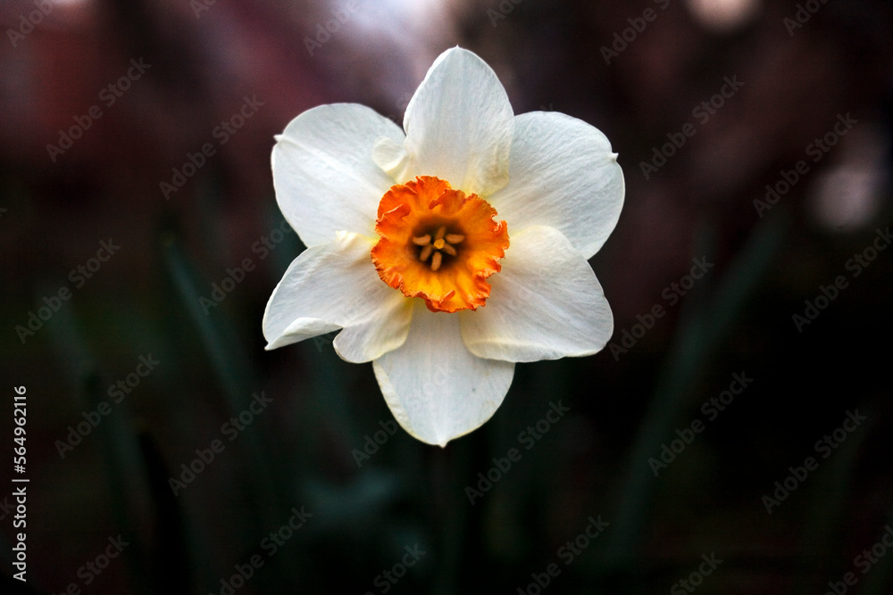 White daffodil with orange center and green leaves.