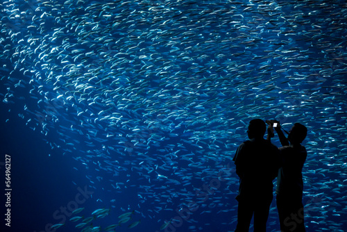 Man takes a picture of a sea nettle jelly fish animals, plants and seaweed on the bottom of the ocean. photo