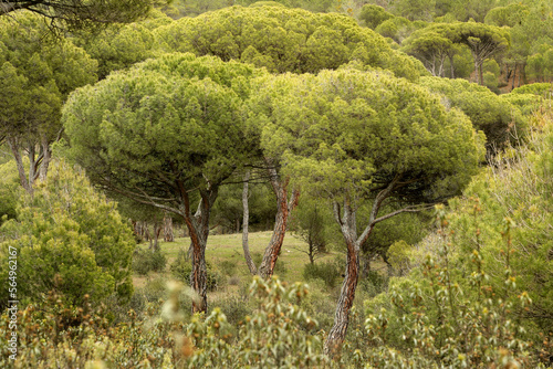 Forest thick stone pine (Pinus pinea) in Valdemaqueda. Sierra west of Madrid photo