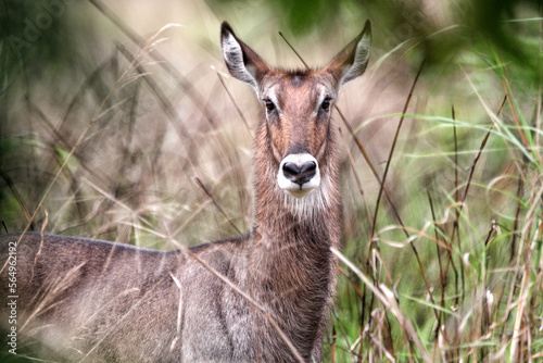 Defassa waterbuck -Kobus ellipsiprymnus-
Democratic Republic of Congo 
Garamba National Park photo