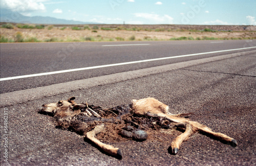 carcass, death, roadkill, deer photo