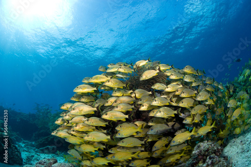 Schooling fish surround Elkhorn coral (Acropora palmata, Florida Keys photo