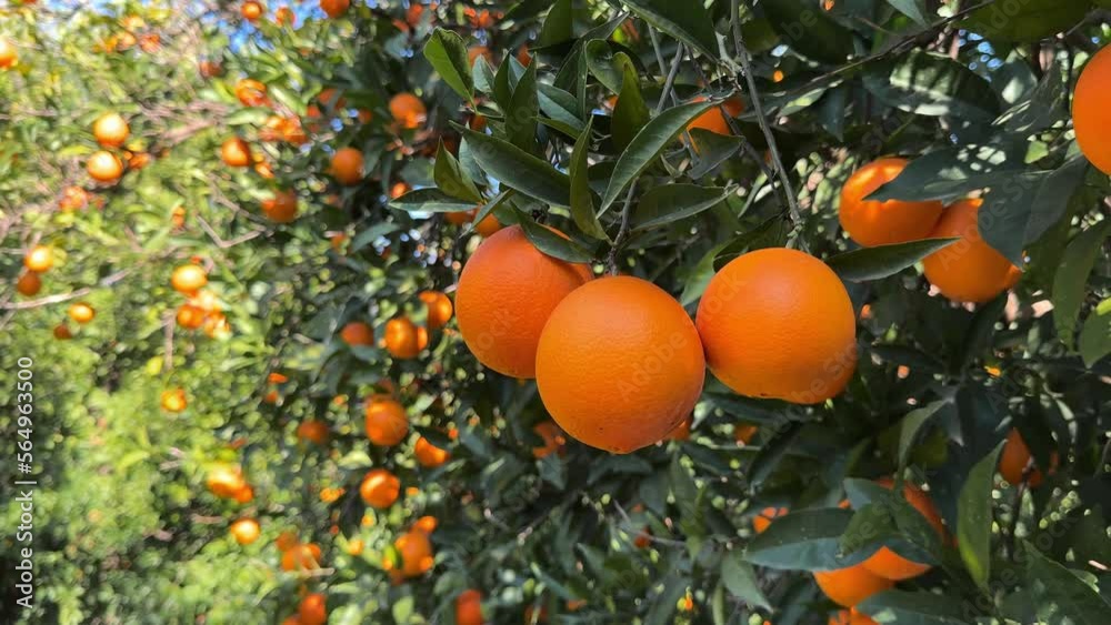 Juicy ripe oranges fruit branch of the orange tree in the garden. Juicy ripe oranges fruit branch of the orange tree in the garden.