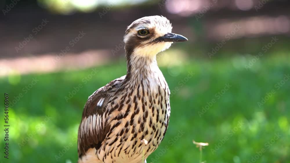 Wild nocturnal bird species, an inactive bush stone-curlew, burhinus grallarius, standing motionless on grassy field, extreme close up shot capturing its feather details and eye blinking. Wild nocturnal bird species, an inactive bush stone-curlew, burhinus grallarius, standing motionless on grassy field, extreme close up shot capturing its feather details and eye blinking.