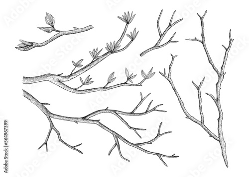 A set of tree branches. Hand-drawn in the style of engraving.