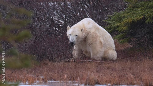 Slow motion polar bear sitting and then laying down amongst the sub-arctic brush and trees of Churchill, Manitoba. Climate change makes the wait for Hudson Bay freeze up longer each year. photo