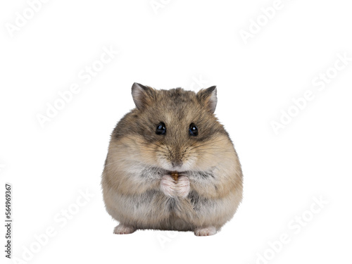 Fototapet Cute adult brown hamster sitting on hind paws, holding and eating a flourworm in paws