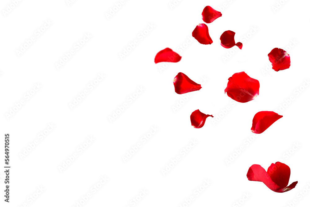 Floating red rose petals isolated on white. Background concept for love greetings on valentines day and mothers day. Space for text.  - obrazy, fototapety, plakaty 