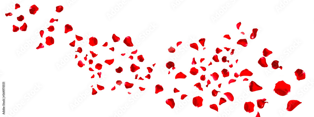 Garland of floating red rose petals isolated on white. Background concept for love greetings on valentines day and mothers day. Space for text.  - obrazy, fototapety, plakaty 