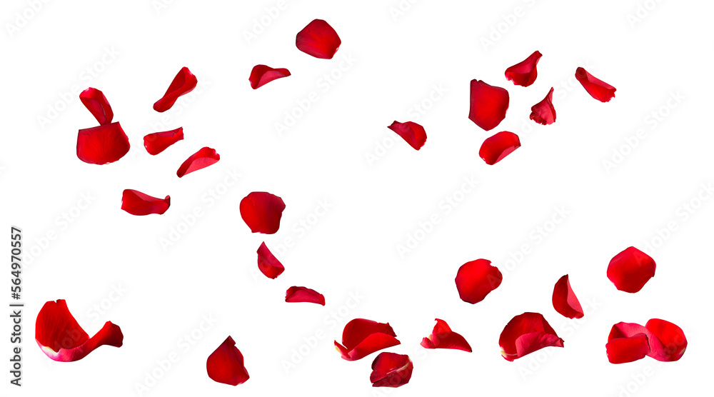 Floating red rose petal isolated on white. Background concept for love greetings on valentines day and mothers day. Space for text.   - obrazy, fototapety, plakaty 