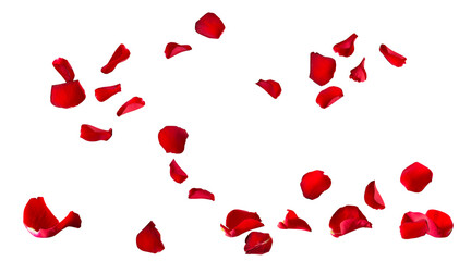 Floating red rose petal isolated on white. Background concept for love greetings on valentines day and mothers day. Space for text.  