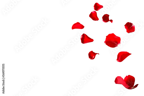 Floating red rose petals isolated on white. Background concept for love greetings on valentines day and mothers day. Space for text. 