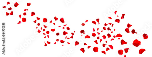 Garland of floating red rose petals isolated on white. Background concept for love greetings on valentines day and mothers day. Space for text. 