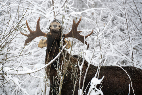 Close up of a bull moose with a head up with huge antlers eating branches in winter forest in the frost in National Park Elk Island